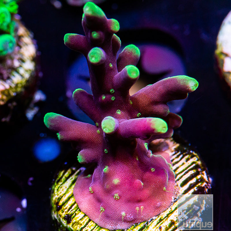 WWC Little Red Farrari-WYSIWYG