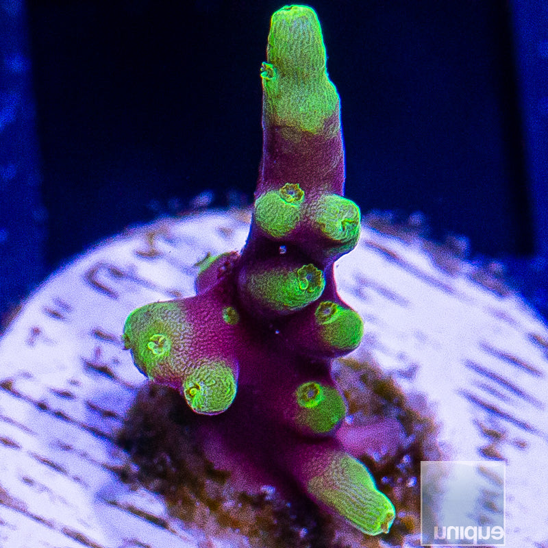 WWC Little Red Farrari-WYSIWYG