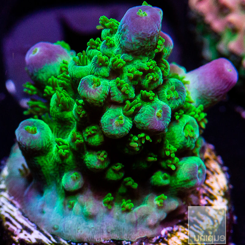 Marvin the Martian Acropora-WYSIWYG