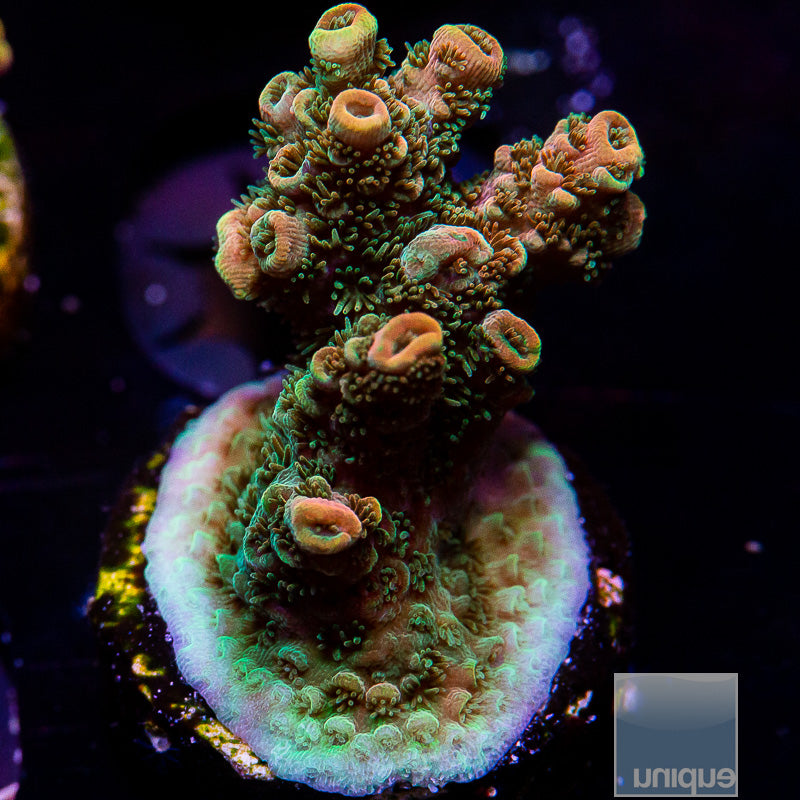 TSA Bill Murray Acropora-WYSIWYG
