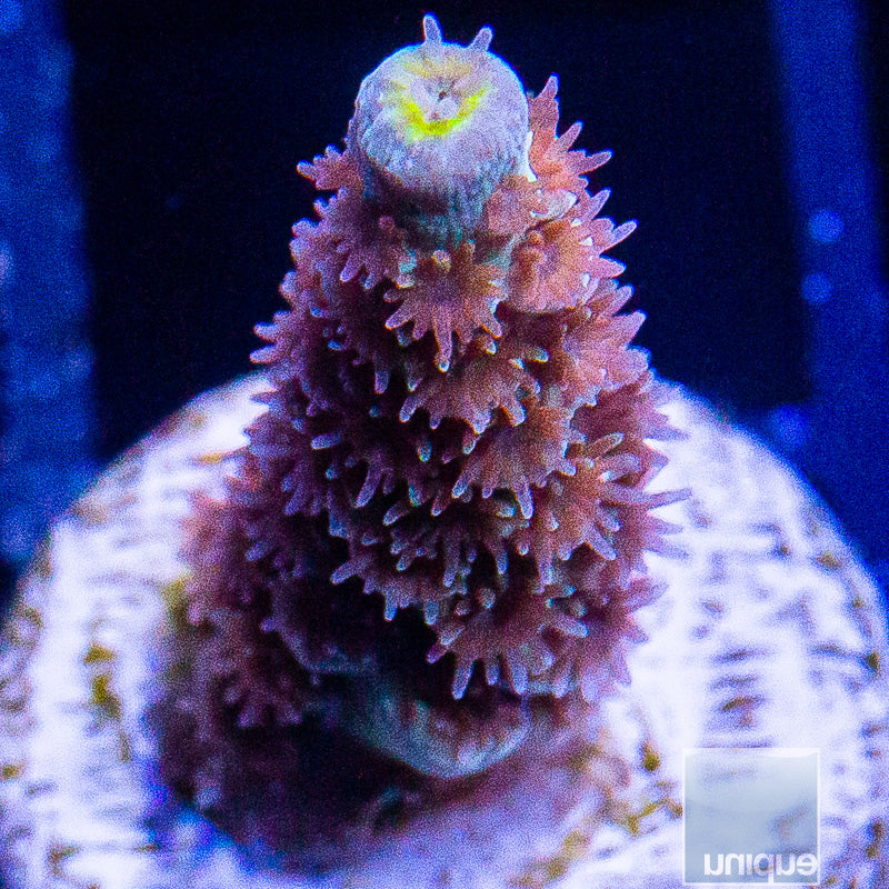 Purple Tenuis-WYSIWYG
