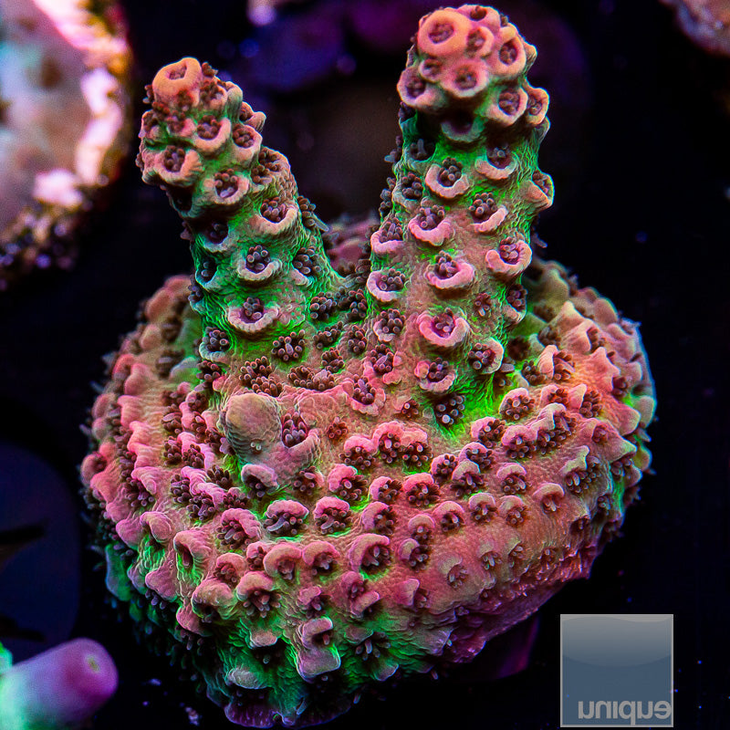 UC Red Planet Tabling Acropora-WYSIWYG