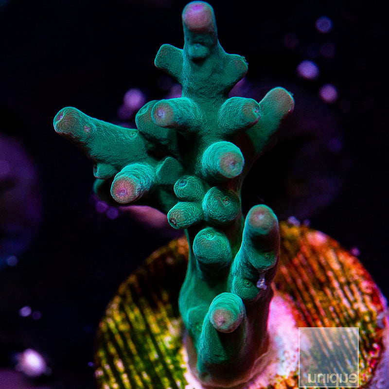 Hawkins Echinata-WYSIWYG