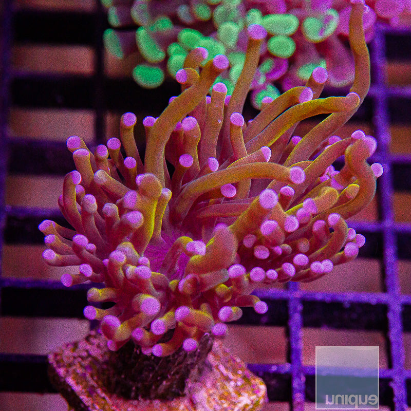Malay 24k Torch-WYSIWYG