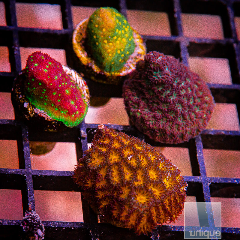 LPS Frag Pack-WYSIWYG
