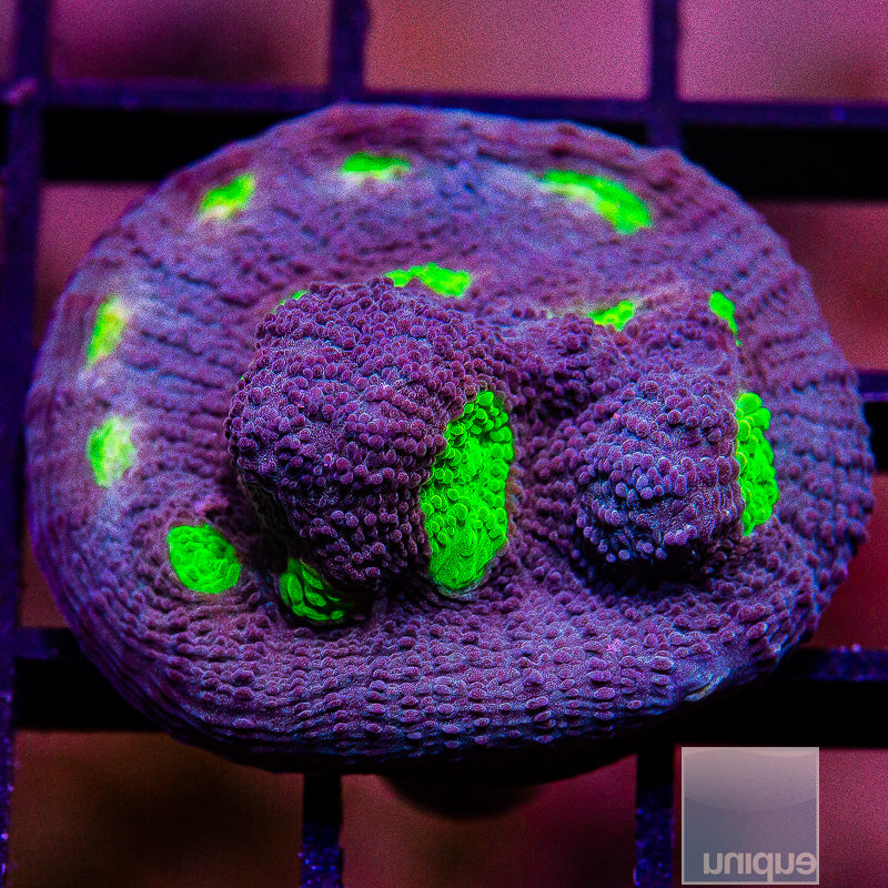 Neon Eye Chalice-WYSIWYG
