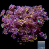 Unique Corals Papaya Clove Polyp-Stock Frag