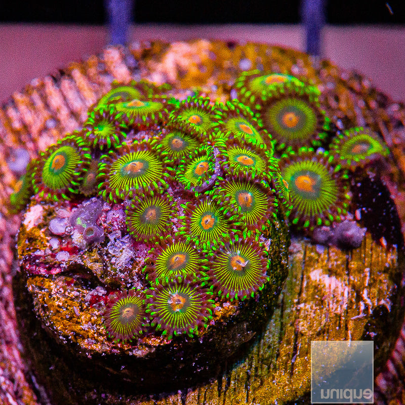UC Turtle Beach Zoa-WYSIWYG