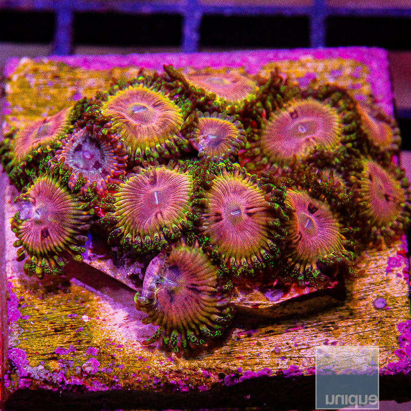 CK Kamikaze Kush/WWC Hungry Eyes Zoanthid Mini Colony