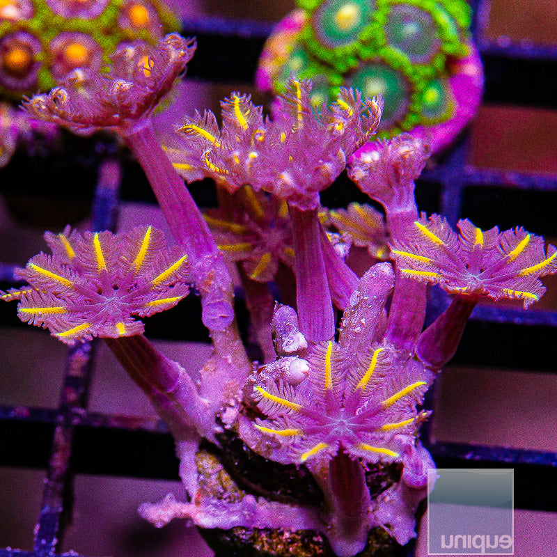 Papaya Clove Polyps-WYSIWYG