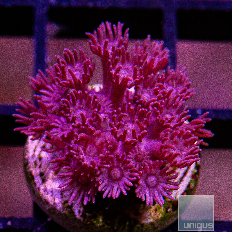 Pink Goniopora-WYSIWYG
