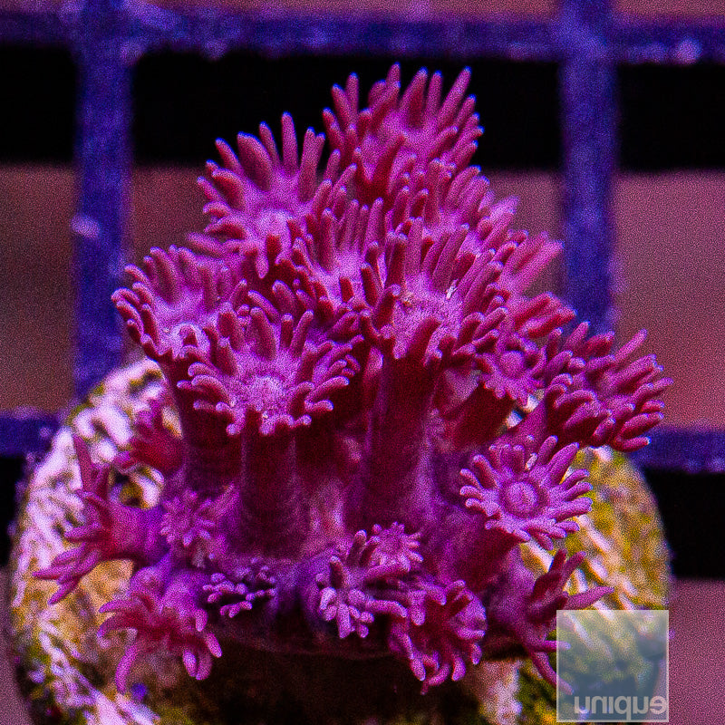 Pink Goniopora-WYSIWYG