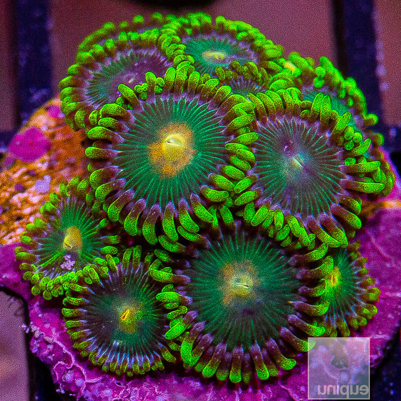 Radioactive Zoa-WYSIWYG