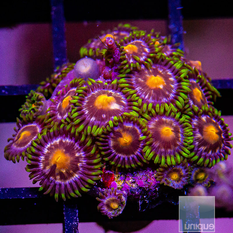 Nirvana Colony Frag-WYSIWYG