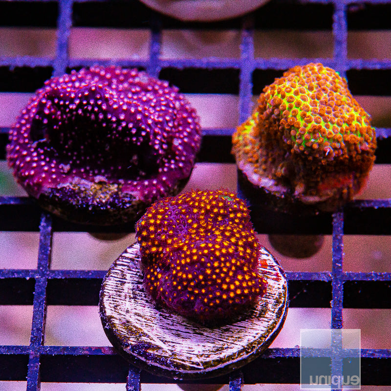 SPS Frag Pack-WYSIWYG