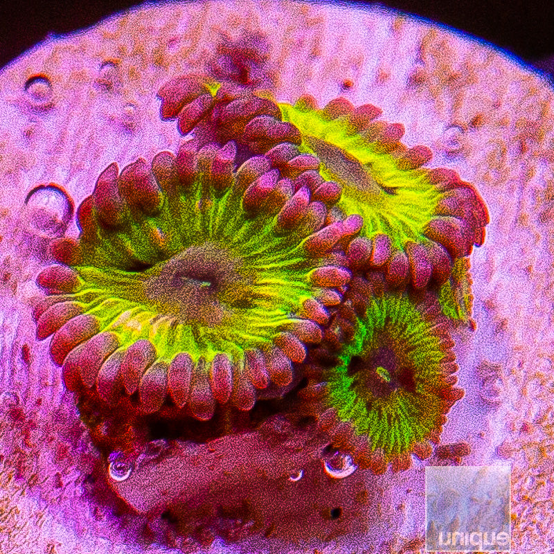 Chiquita Zoanthid-WYSIWYG