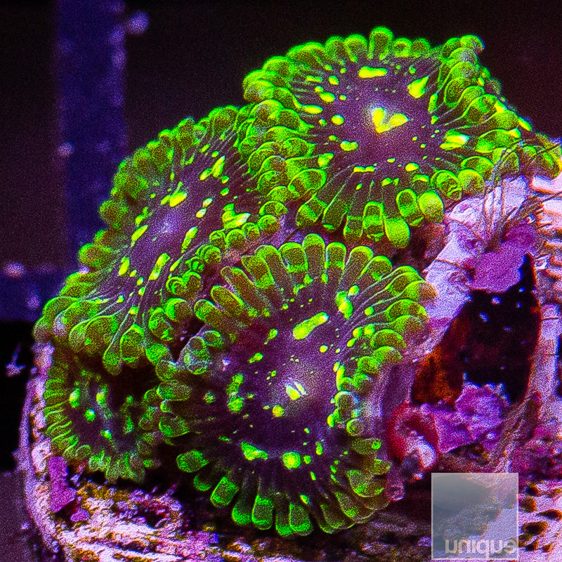 Exosphere Zoa-WYSIWYG