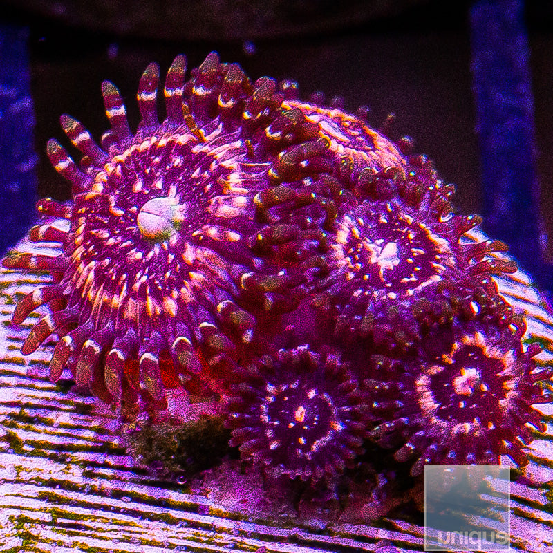 Pink Zipper Zoa-WYSIWYG