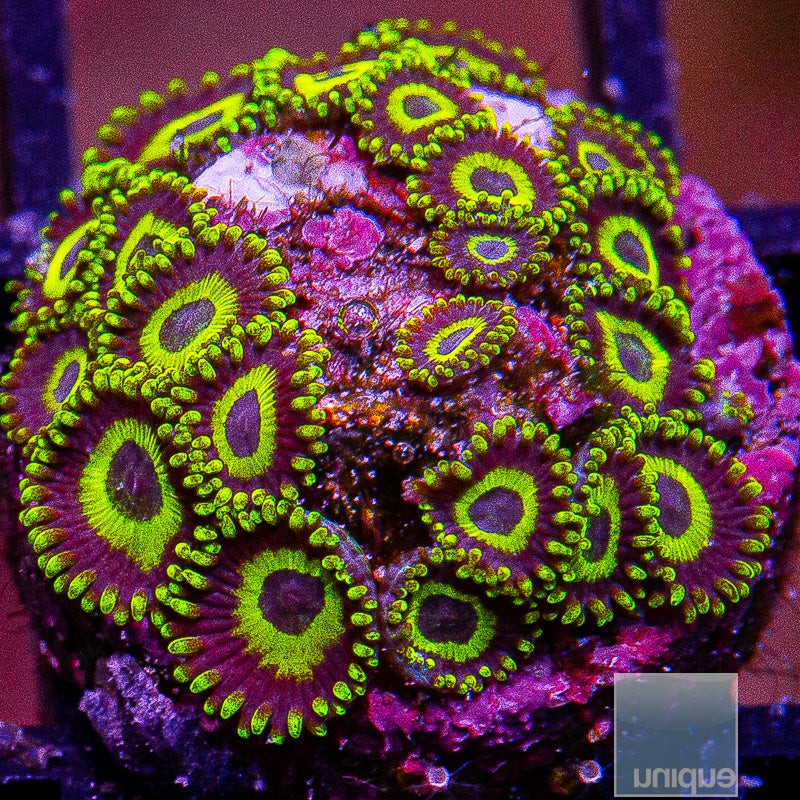 LA Lakers Zoanthid Colony-WYSIWYG