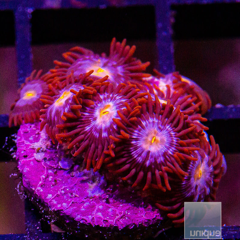 Red Skirt Zoanthid-WYSIWYG