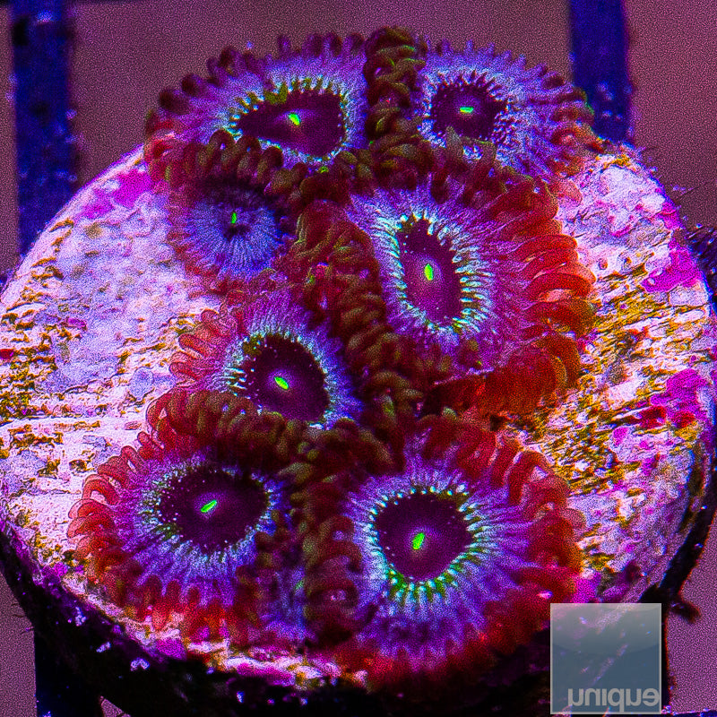 UC Blue Ghost Zoa-WYSIWYG