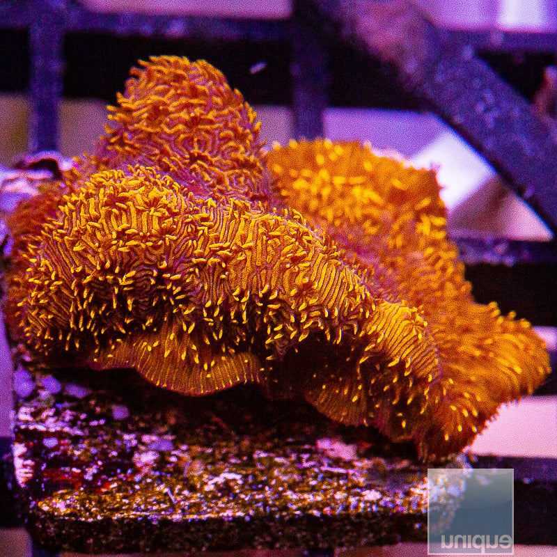 Orange Pavona-WYSIWYG