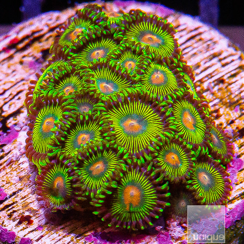 UC Turtle Beach Zoa-WYSIWYG