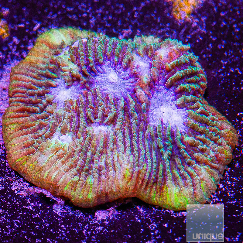 Green Lithophylon-WYSIWYG