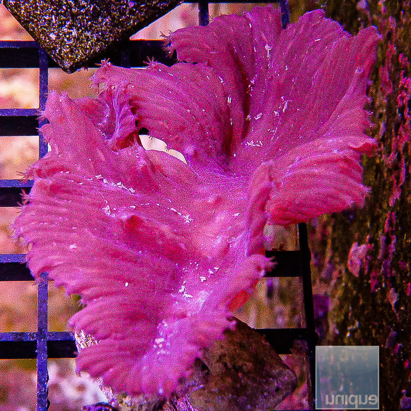 Cabbage  Coral-WYSIWYG