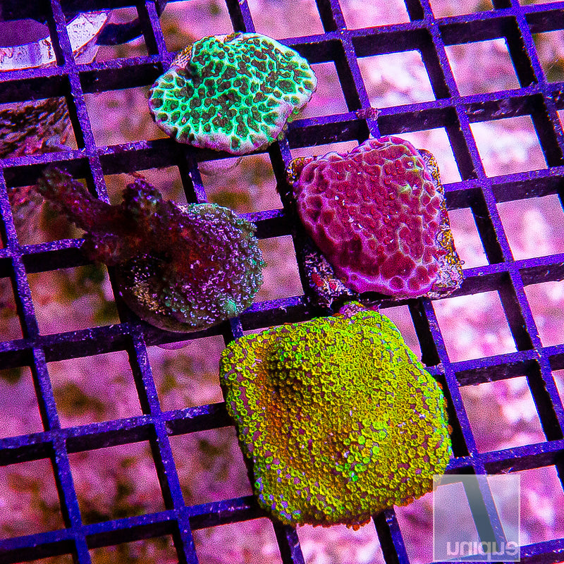 SPS Frag Pack-WYSIWYG