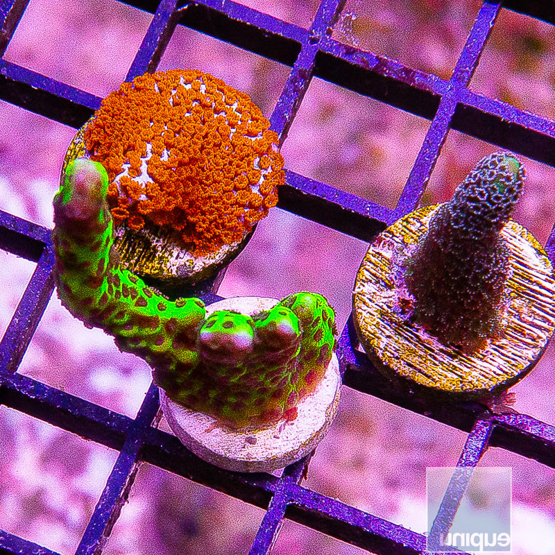 Mixed Frag Pack-WYSIWYG