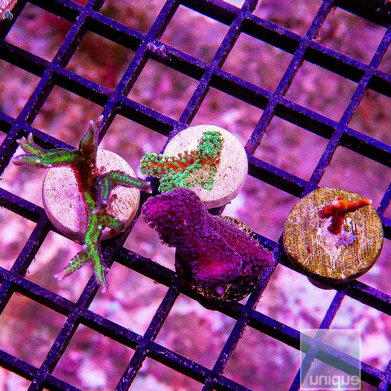 SPS Mixed Frag-WYSIWYG