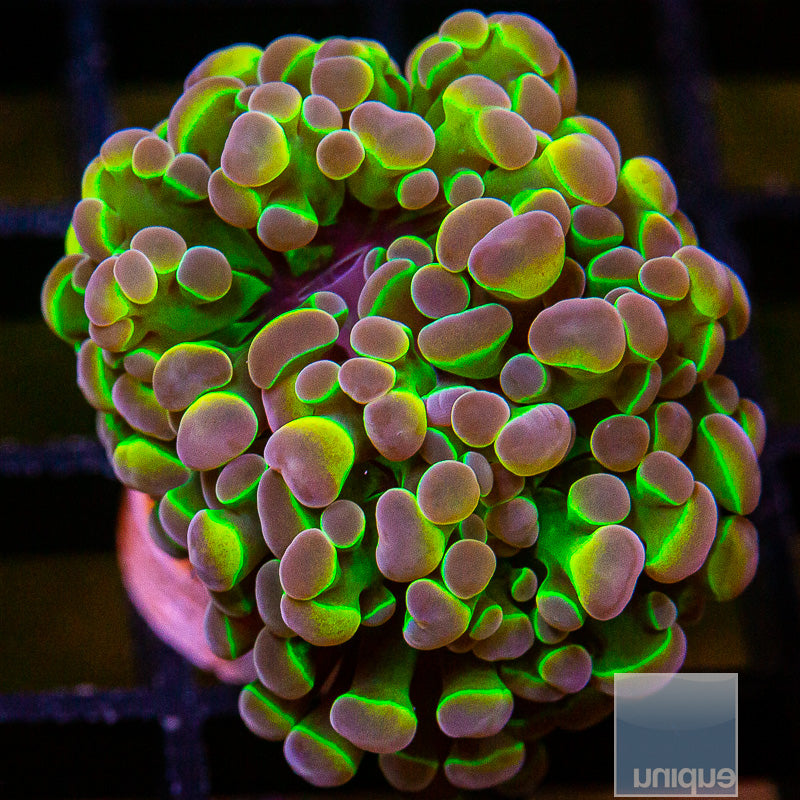 UC True Hologram Branching Hammer-WYSIWYG