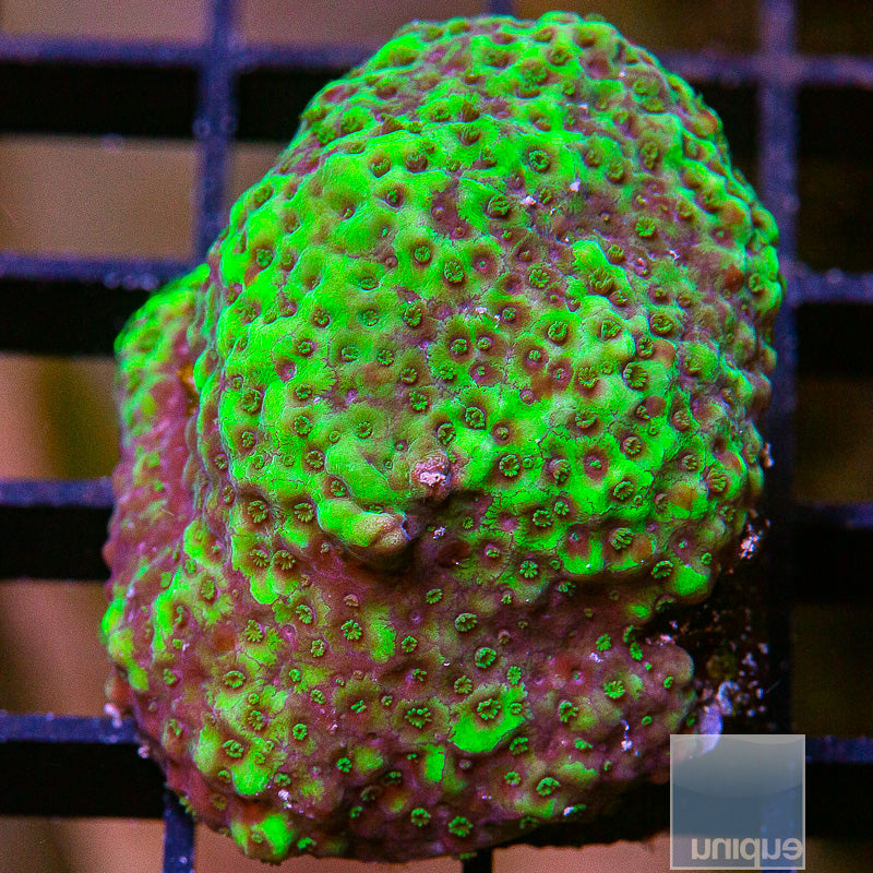 Green Montipora-WYSIWYG