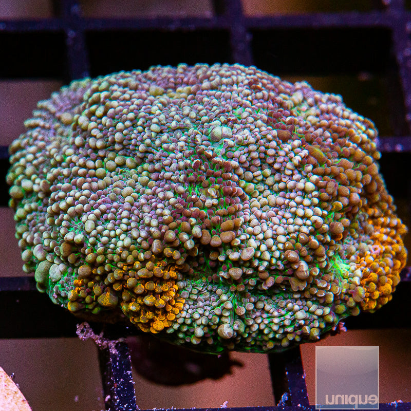 Colorful Echinata-WYSIWYG