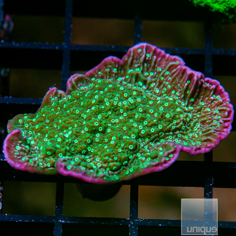 Green Monti Cap-WYSIWYG