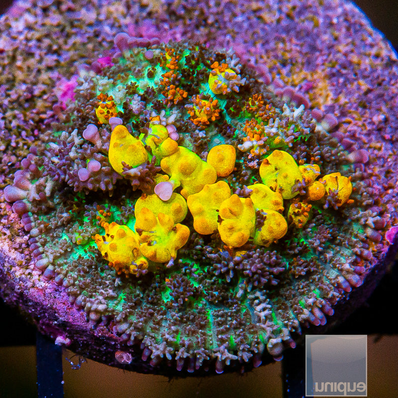 OG Bounce Mushroom