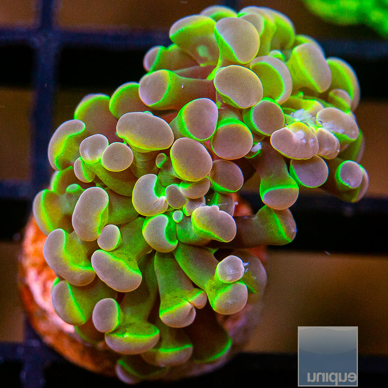 UC True Hologram Branching Hammer Double Head