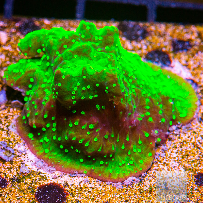 Neon Green Montipora-WYSIWYG