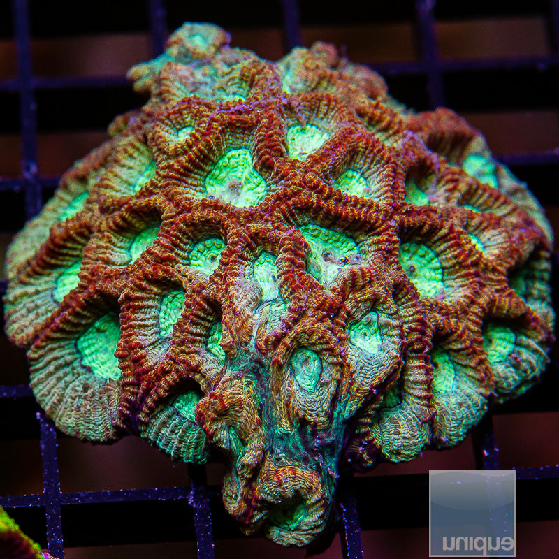 Circus Favia Colony