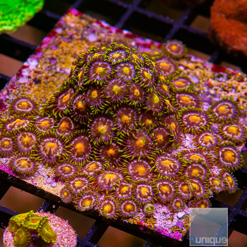 Nirvana Zoanthid Colony-WYSIWYG