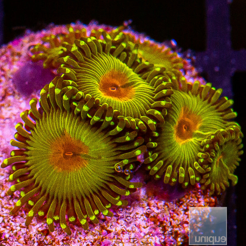 Bozo's Birthday Zoanthid