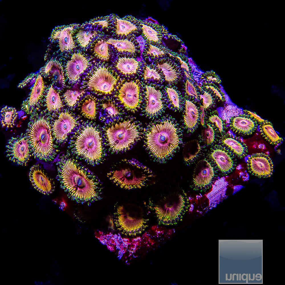 CK Kamikaze Kush/WWC Hungry Eyes Zoanthid- Stock Frag 3 Polyp