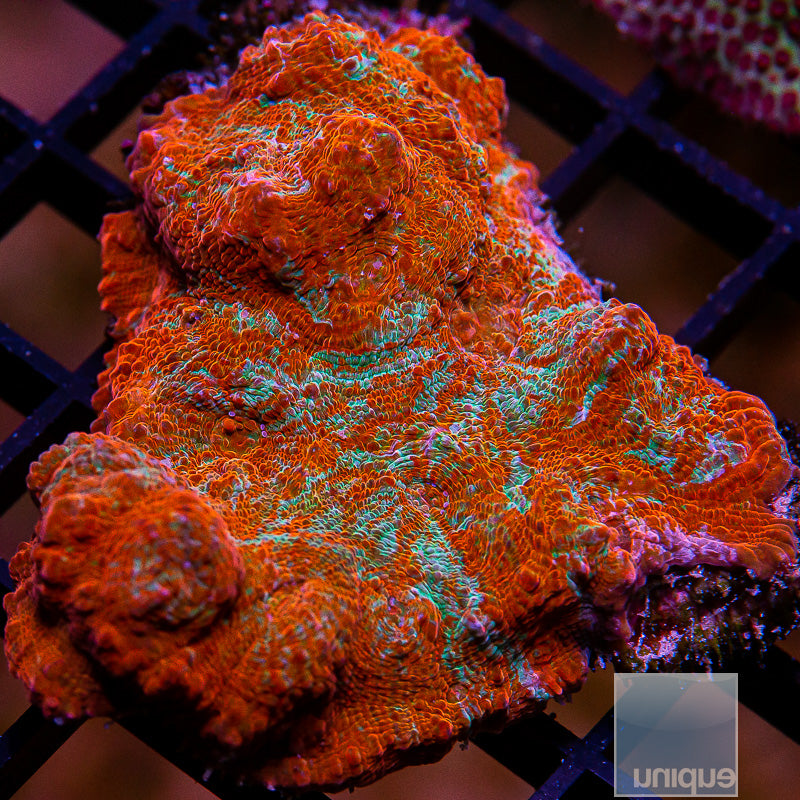 Green Streak Chalice Colony-WYSIWYG