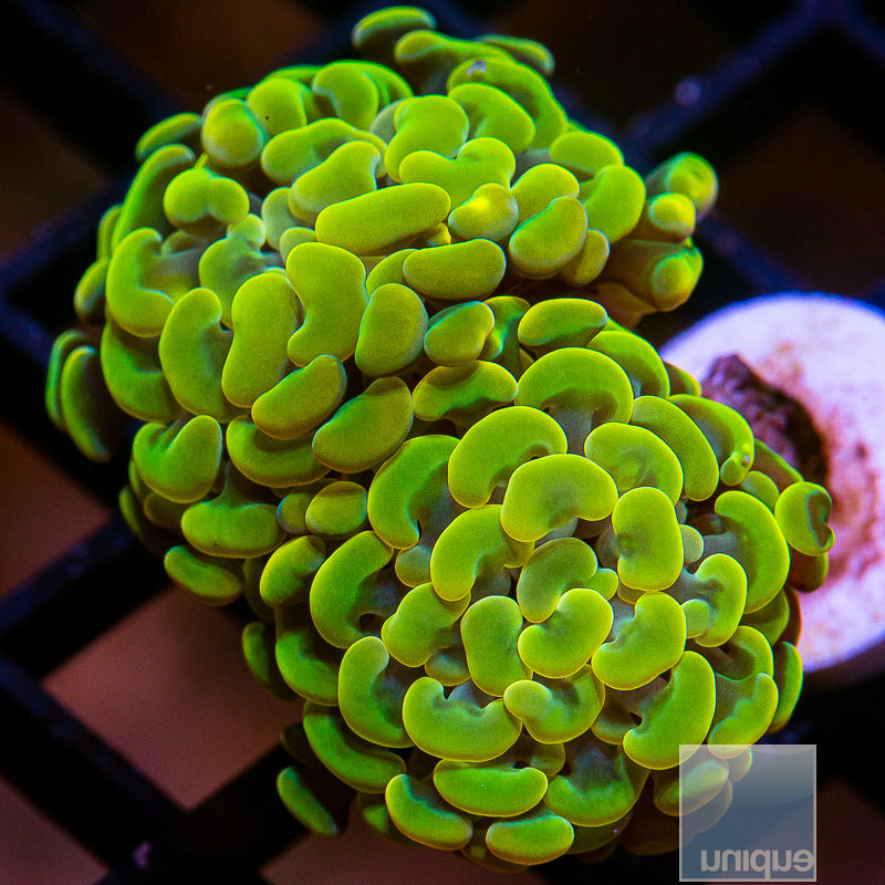 UC Gold Branching Hammer Double -WYSIWYG
