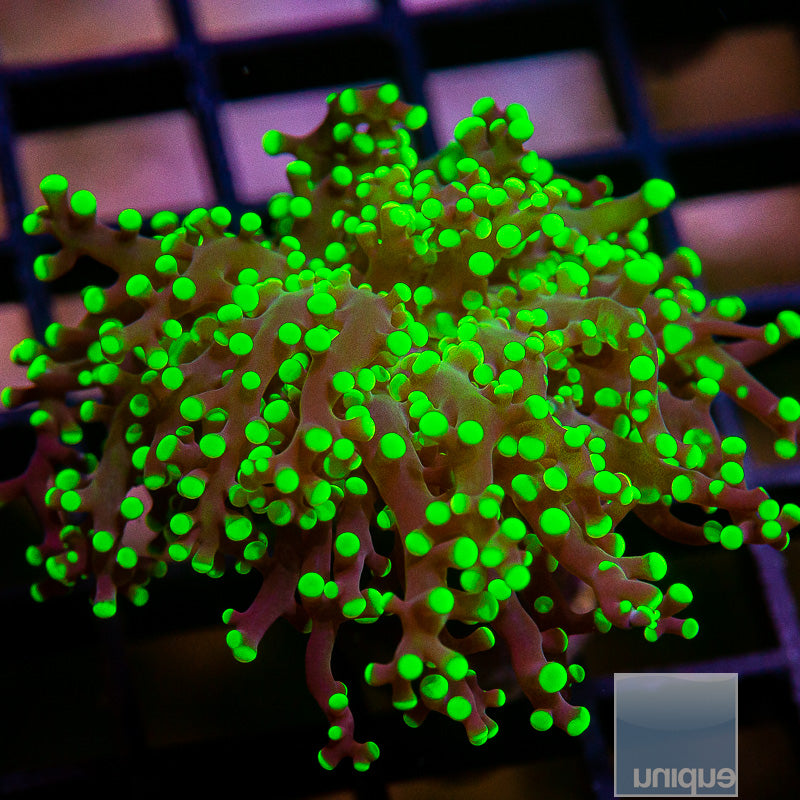 Neon Green Octospawn