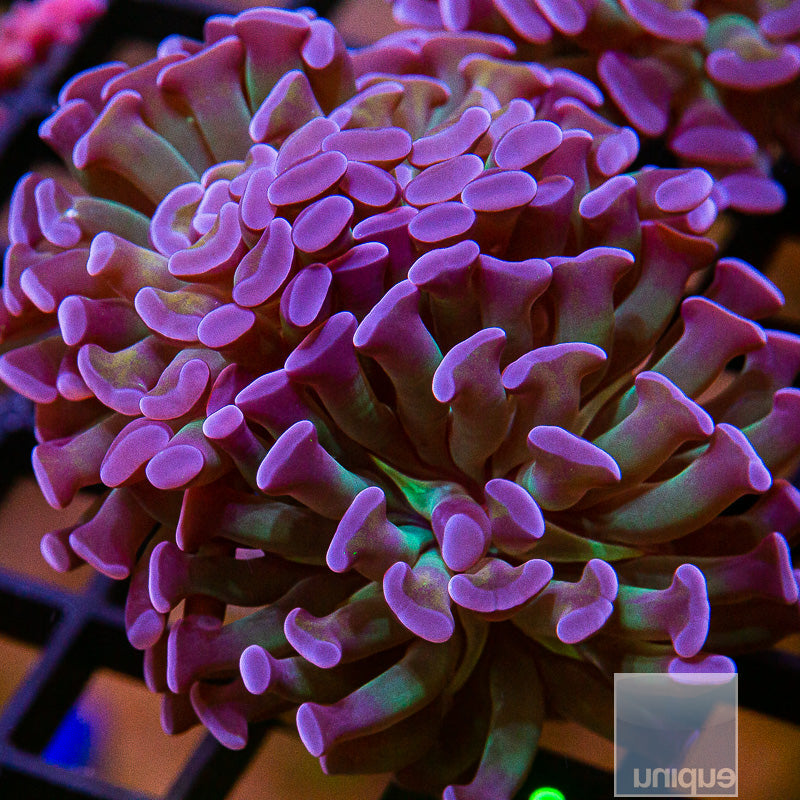 Purple Branching Hammer Double Head