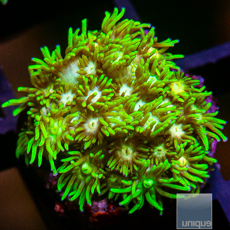 Rainbow Goniopora