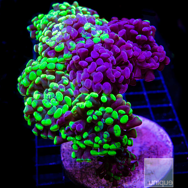 Grafted Neon Branching Hammer- Single Head Stock Frag – UniqueCorals