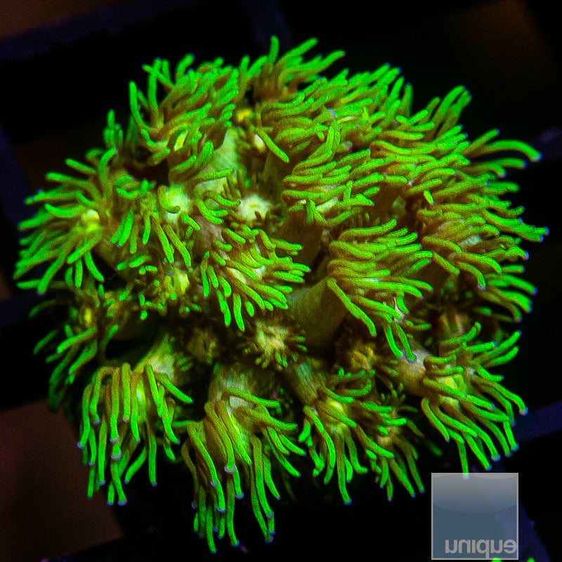 Rainbow Goniopora-WYSIWYG
